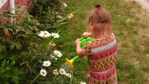 Little Girl Watering White Daisies in Garden