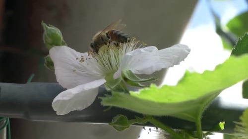 Bee Pollinating a Delicate White Flower