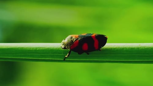 Vertikale Video-Nahaufnahme von Cercopis Vulnerata oder Zikade, die auf einem Stiel sitzt