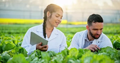 Tablet, greenhouse and scientist team check plant for agriculture research