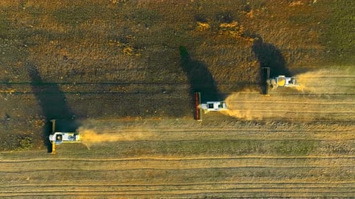 Aerial View Soybean Harvest