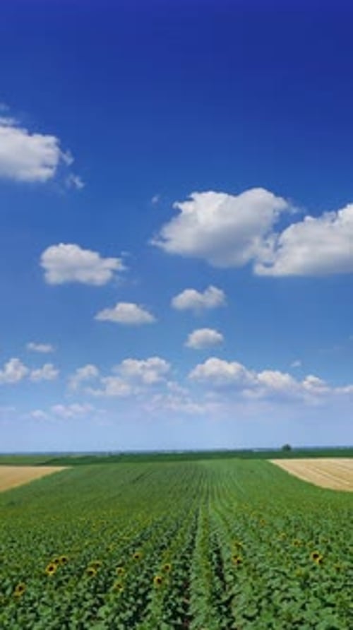 Sunflower Field and Blue Sky in the Countryside