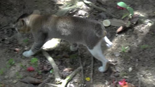 Curious Cat Exploring Natural Environment