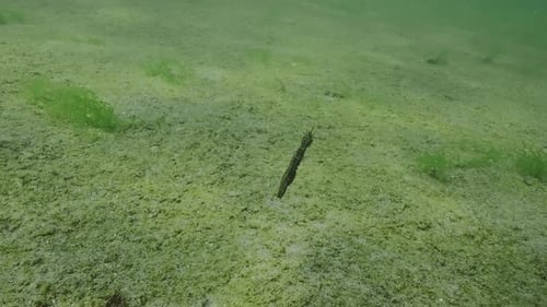 Back view of Seahorse swims above sand seabed covered with colonial form of blue-green algae