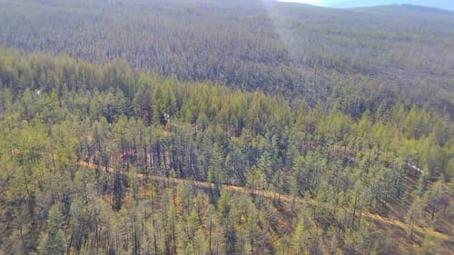 Aerial View of Dense Forest Canopy