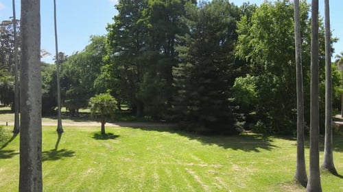 Schöner Baum und Palmen im Garten