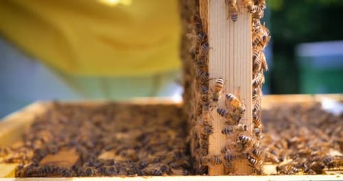 The beekeeper looks after bees, honeycombs, a lot of honey, in a protective beekeeper's beast. Con