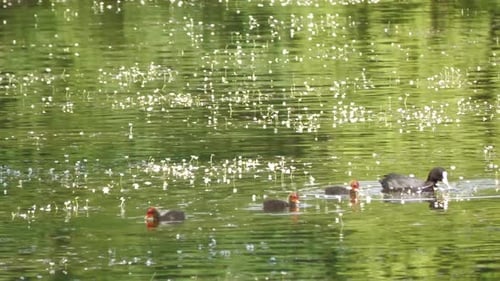 a coot with its chicks swims on a pond and feeds
