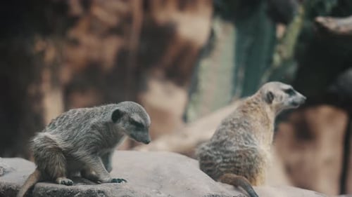 Zwei erwachsene Erdmännchen sonnen sich in der Nachmittagssonne; statische Aufnahme