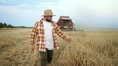 Farmer Man in Hat Walks Through Wheat Field and Touches Ripe Wheat Ears with His Hands Controlling