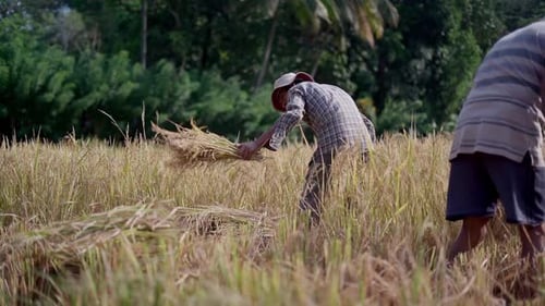 Farmers Harvesting Rice by Hand in Rural Paddy Field - Traditional Agriculture