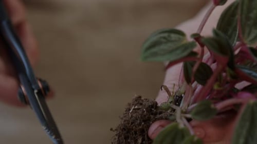Eine junge Botanikerin bereitet die Pflanzen für die Pflanzung in einem Glasterrarium mit einem winzigen Wald vor