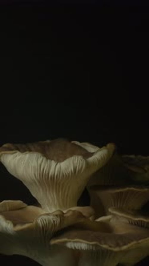 Oyster Mushrooms Growing on a Black Background