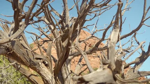 Cinematic close up of Dead Pine Tree Tree in Sedona Arizona Desert
