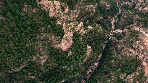 Stream Flowing Along the Forest Landscape