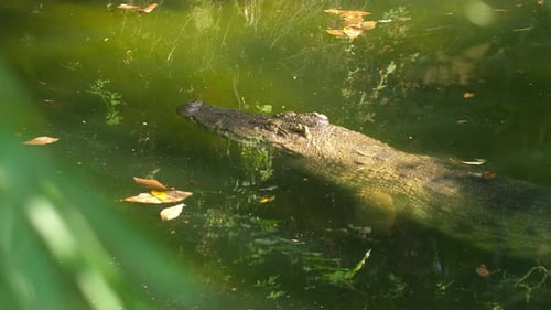 Crocodile Swimming in Murky Green Water with Foliage and Floating