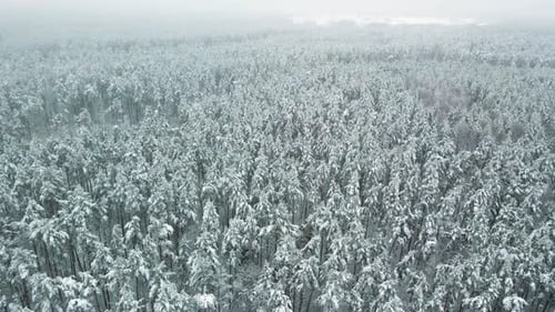 Aerial view of a frozen pine tree forest with snow covered trees in winter. Flight above winter fore