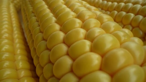 Fresh Corn 33