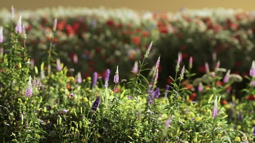 Field with Flowers During Summer Sundown