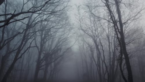 Silhouette of forest tree on misty day in mysterious horror shot, dolly forward