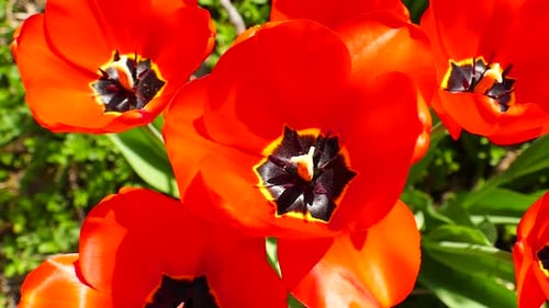 Flowering tulips. Home garden. Spring Flowers. Shot from above. Closeup. In motion.