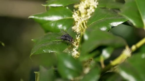 Blick auf eine Fliege, die auf Blätter läuft, während sie Nektar von kleinen Blüten frisst