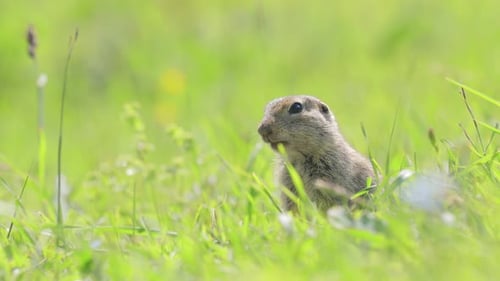 O esquilo terrestre caucasiano da montanha ou esquilo terrestre Elbrus (Spermophilus musicus) é um roedor de