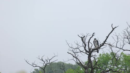 African hawk-eagle perches in tree top against pale blue African sky