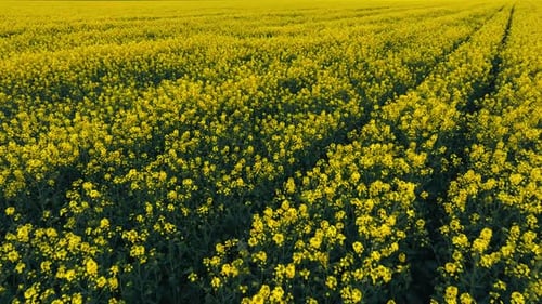 Blooming Rapeseed Field on a Sunny Day Flying Above Stunning Yellow Rape Fields in Spring Vegetable