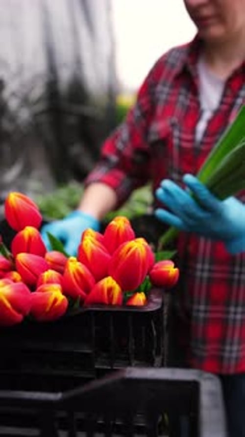 Gardener Arranging Beautiful Red and Yellow Tulips
