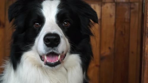 Lustiges Portrait eines Hundewelpen Border Collie im Haus