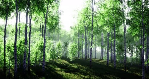 Lush Green Forest Filled with Sunlight and Vibrant Foliage on a Serene Morning