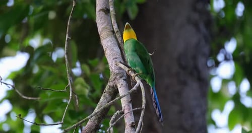 Long-tailed Broadbill Psarisomus dalhousiae Nesting Season.