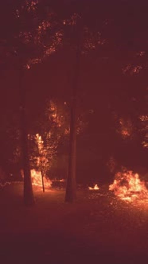 Fires Illuminate the Forest at Night Creating a Dramatic and Eerie Scene