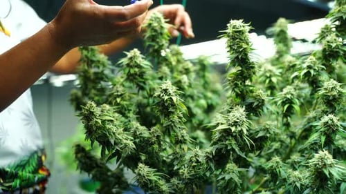 Marijuana, hemp or cannabis plant leaves farm lab. Organic product in laboratory. Medical Food.Ganja