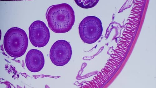 Microscopic View of Pink and Purple Specimen