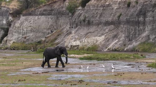 Elephant crossing riverbed in Tarangire National Park, Tanzania