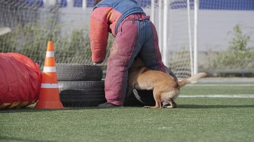 Belgian Shepherd Dog Follows His Trainer on the Training Field