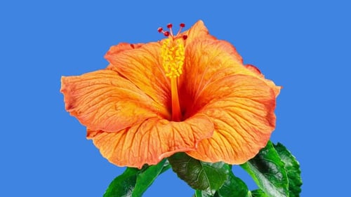 Orange Hibiscus Open Big Flower in Time Lapse. Blooming Neon Red Plant on a Blue Background