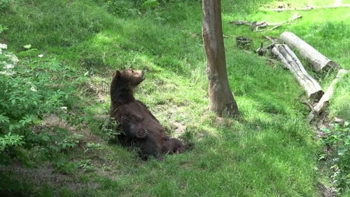 Big male bear lying in in the forest