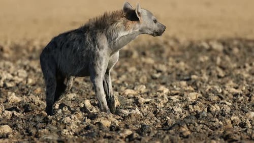 Gefleckte Hyäne in einem schlammigen Wasserloch, Kalahari-Wüste