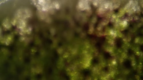 Dynamic Abstract Microscopic Life Motion Background