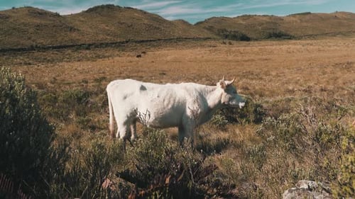 Cow grazing alone on high altitude pasture with mountains, Urubici, Santa Catarina, brazil