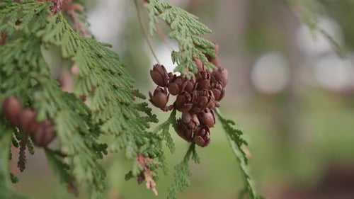 Burst cypress tree wooden ball cones with beautiful blurred background