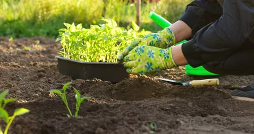 Female Farmer Hands Planting to Soil Seedling in the Vegetable Garden