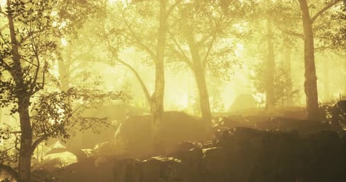 Magnifique paysage forestier baigné de lumière dorée tôt le matin