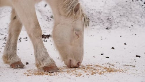White Furry Horse Eats Food Scattered on Cold Snow in Meadow