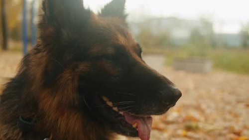 German Shepherd Dog Portrait in the Autumn Park Closeup Purebred Dog Pet Walking in Forest Outdoor