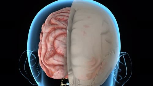 3D Animation of Human Brain and Protective Layers