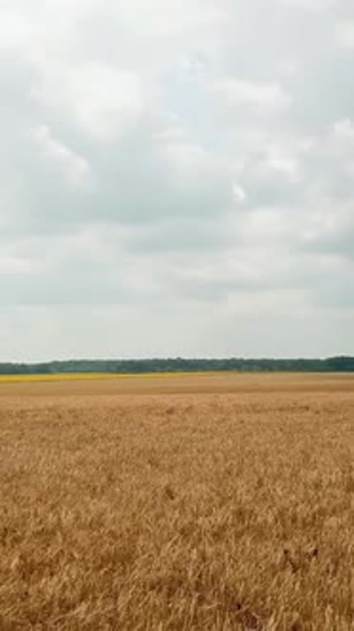 Aerial view on the field with wheat. Countryside. Camera motion to the right.